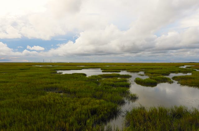 Tidal-Wetlands